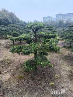 移栽苗造型罗汉松