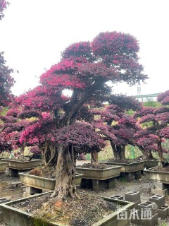 高度200厘米红花继木
