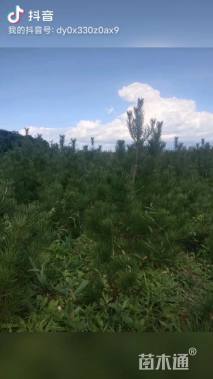 高度2000厘米白皮松