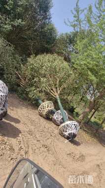 18公分大叶女贞