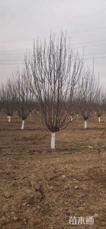 10公分北美海棠