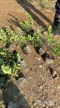 高度25厘米毛鹃