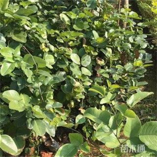 8公分印度紫檀