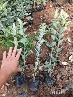 高度40厘米金边黄杨