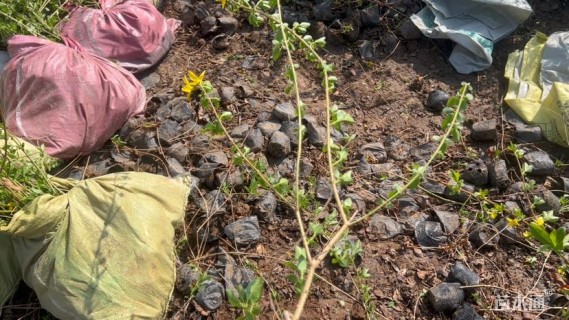 高度60厘米连翘