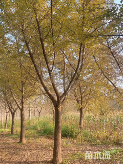 12公分嫁接银杏