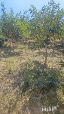 5公分染井吉野樱