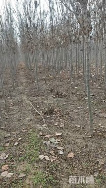 6公分秋紫白蜡