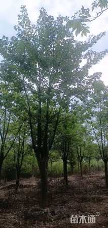 25公分美丽异木棉