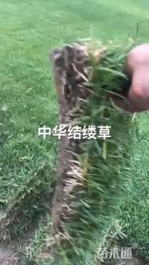 草块状中华结缕草