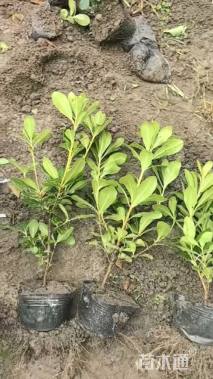 高度50厘米海桐小苗