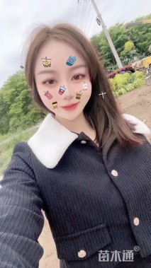 18公分榔榆