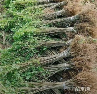 高度65厘米紫穗槐