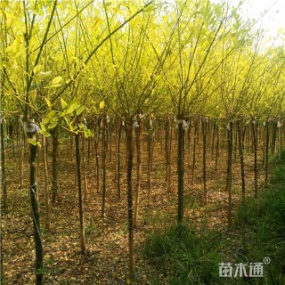 3公分金枝槐
