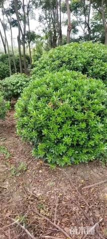 冠幅200厘米海桐球