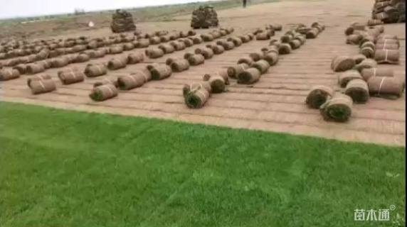 草卷状百慕大草