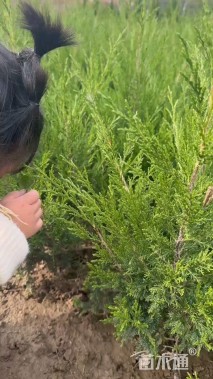 高度30厘米塔柏