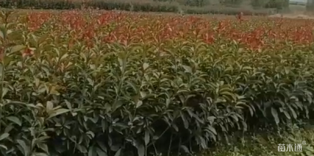 高度50厘米红叶石楠小苗