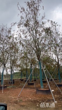 15公分黄花风铃木