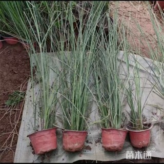 高度80厘米晨光芒