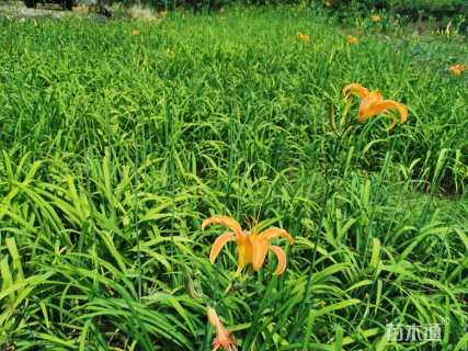 高度15厘米灯心草