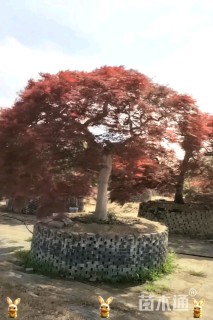 高度200厘米羽毛枫
