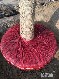 10公分银红槭
