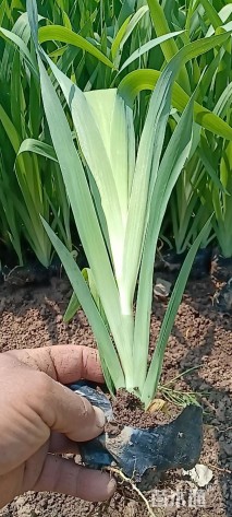 高度30厘米射干