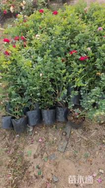 高度40厘米月季