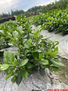 高度40厘米栀子