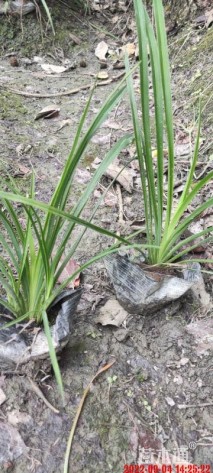 高度25厘米大花萱草