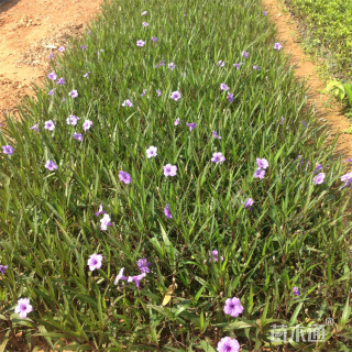 高度45厘米翠芦莉