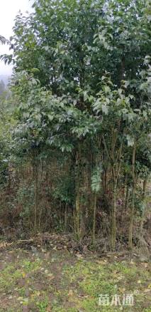 4公分大叶女贞