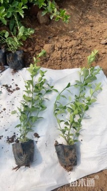 40厘米细叶扶芳藤