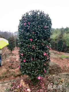 高度200厘米茶梅柱