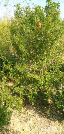 高度300厘米石榴