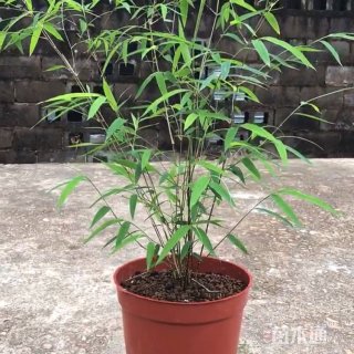 大杯苗内门竹