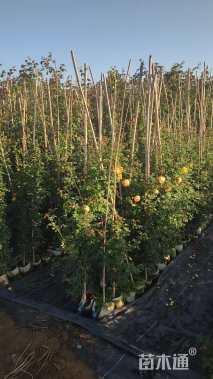 300厘米藤本月季