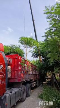 15公分凤凰木