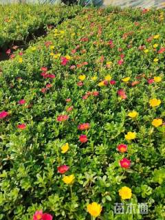 高度10厘米太阳花