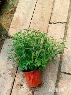 高度30厘米国庆菊