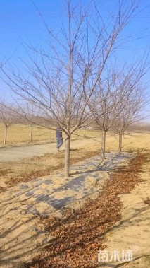 10公分日本晚樱