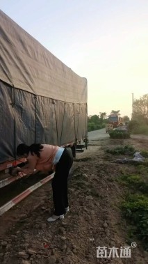 10公分甜茶海棠