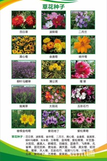 四季青草坪种子