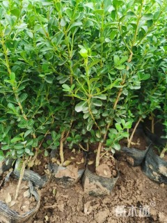 高度40厘米瓜子黄杨