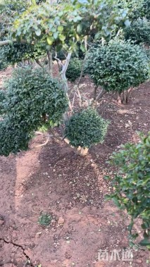 高度300厘米小叶女贞