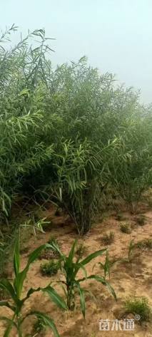 高度200厘米杞柳