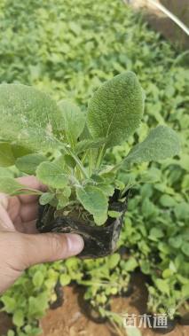 高度15厘米毛地黄