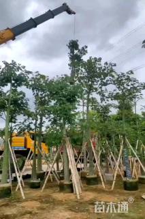 12公分美丽异木棉