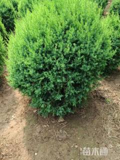 高度80厘米柏树球